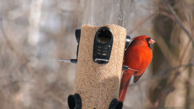 'Citizen scientists' invited to join global bird watching event