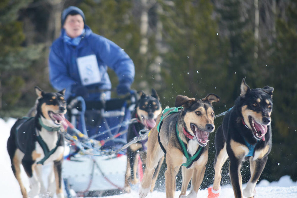Sled Dog mail run preparing for 30th annual event - Quesnel Cariboo Observer