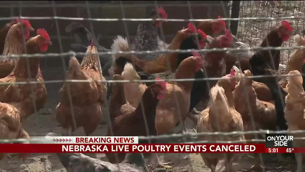 Nebraska Department of Agriculture cancels all poultry events due to bird flu