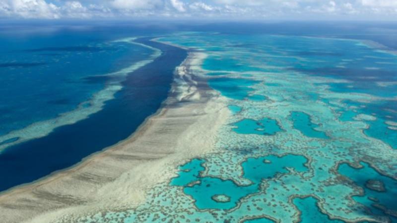 Reef could face annual bleaching events