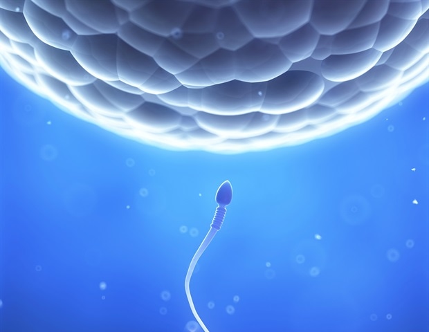 Research sheds light on important events that may play a role in infertility