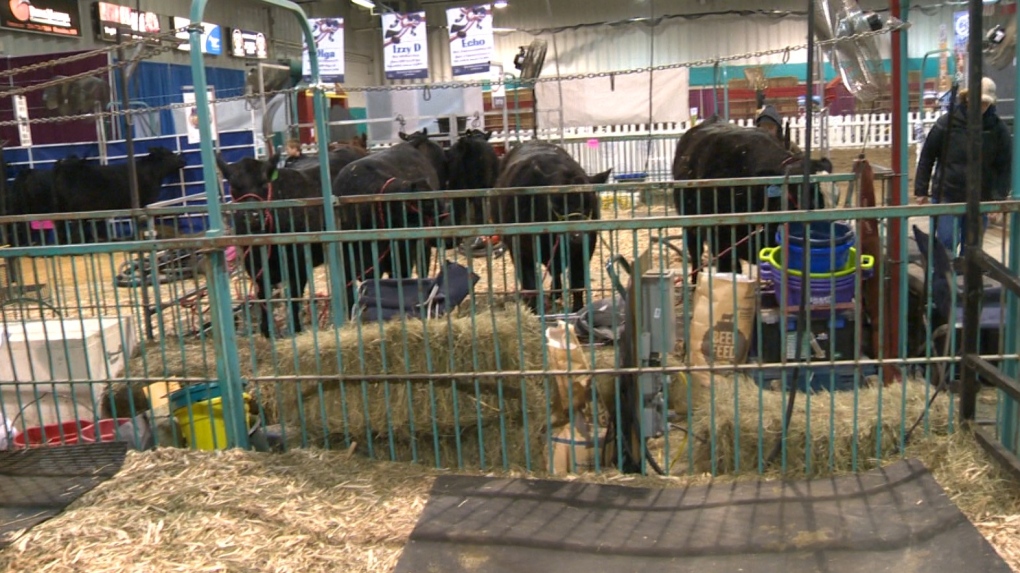 Royal Manitoba Winter Fair cancels pig and calf scrambles after animal protection group speaks out