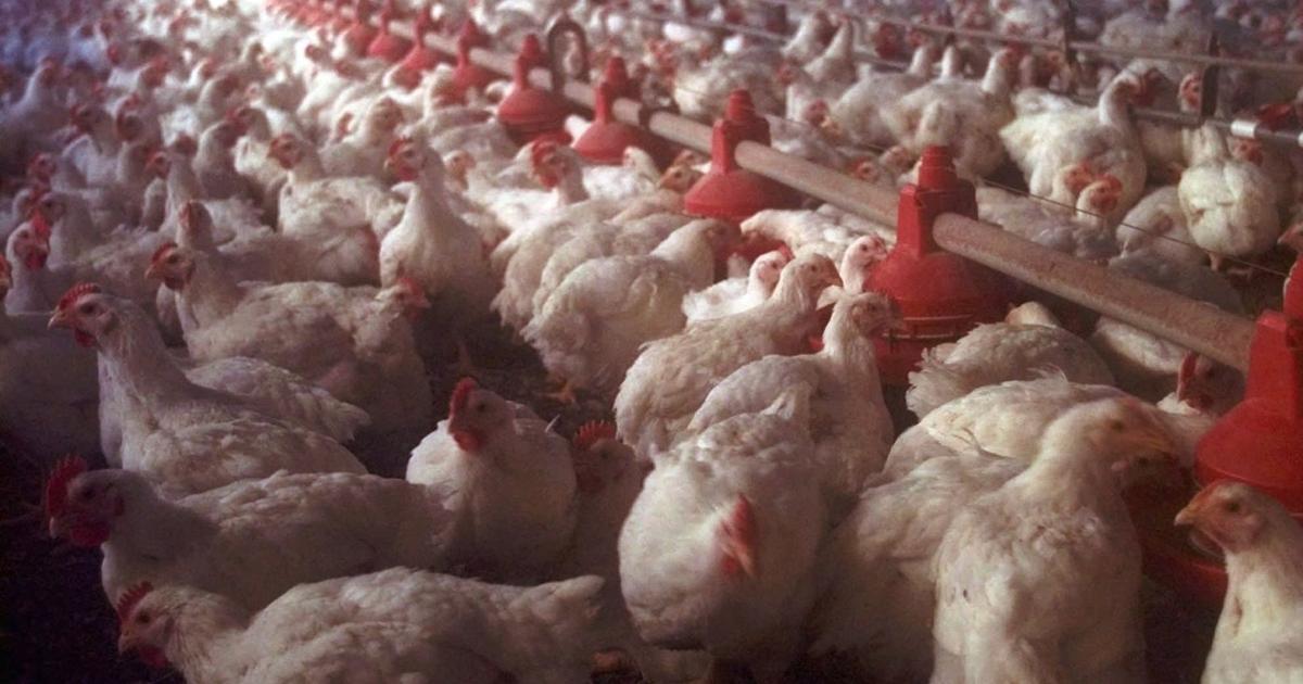 State cancels poultry events in response to fourth bird flu case