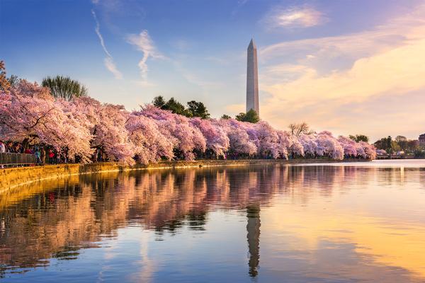 America's 25 Best Cherry Blossom Events