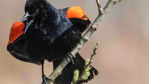 Bird festival boosts B.C. mountain towns' economies | CBC News