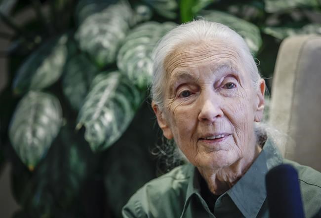 Jane Goodall speaks during an interview in Calgary, Alta., Wednesday, June 22, 2022. Goodall says she's sharing a message of hope and a cry to action as she returns to the stage for live events. THE CANADIAN PRESS/Jeff McIntosh