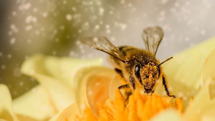 What’s the buzz with pollinators? Help nature’s fertilizers at these June events in Ann Arbor
