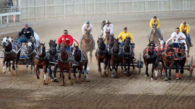 In 1st event after 6 horses died, Stampede chuckwagons return with new safety measures | CBC News