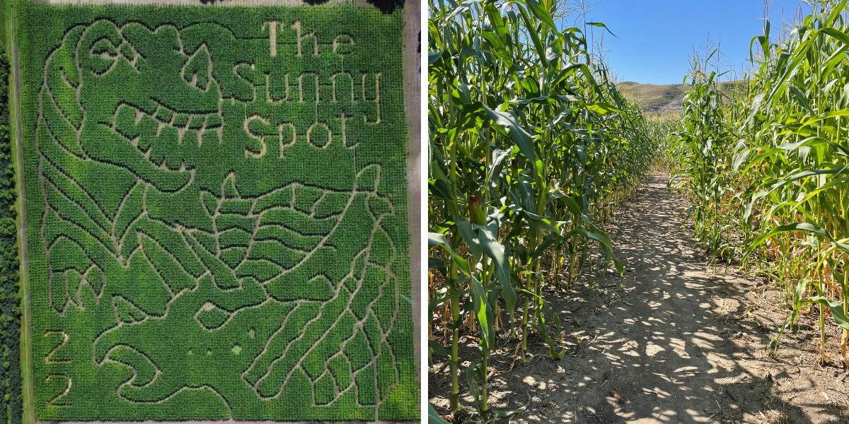 There's An Enormous Dinosaur Corn Maze in Alberta & It's Hosting Spooky Events Next Month